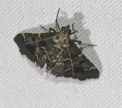 Arescoptera haplocala