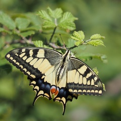 Papilio machaon