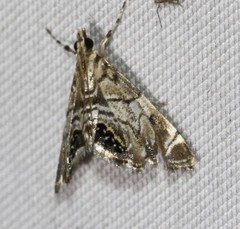 Hylebatis scintillifera