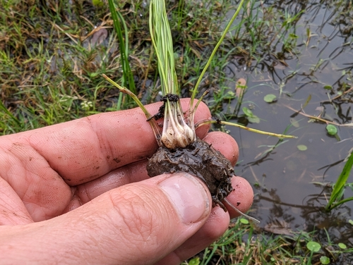 Texas Quillwort (Isoetes texana)