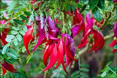 Clianthus