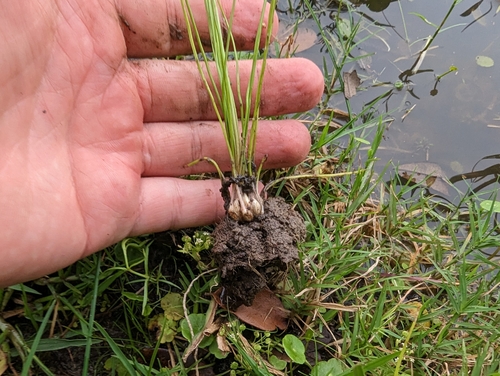 Image of Isoetes texana by (c) Cleveland Powell, some rights reserved (CC BY)