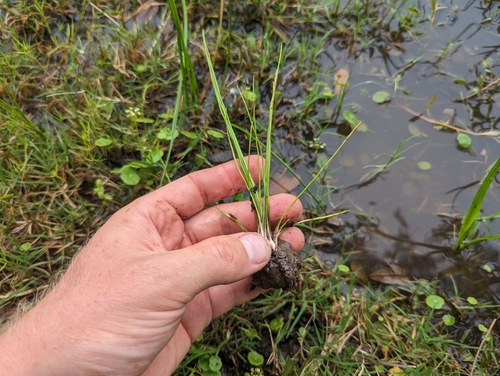 Image of Isoetes texana by (c) Cleveland Powell, some rights reserved (CC BY)
