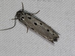 Ethmia heptasema