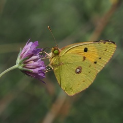 Colias croceus