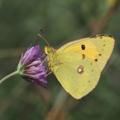 Colias croceus