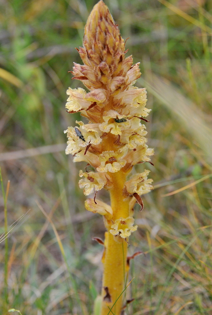 Amethyst Broomrape