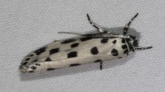 Ethmia sphaerosticha