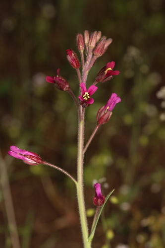 arching rockcress (Boechera arcuata)