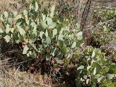 Arctostaphylos viscida mariposa