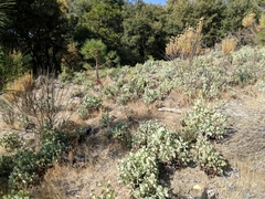Arctostaphylos viscida mariposa