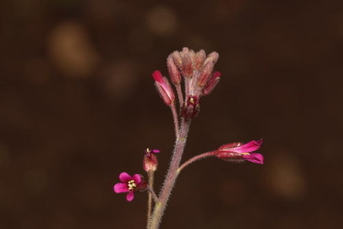 Image of Arching Rockcress (Boechera arcuata) by (c) Nicholas Wei, some rights reserved (CC BY-SA)