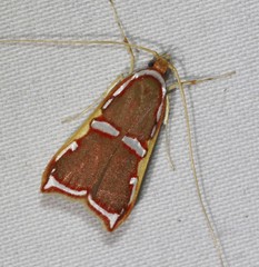 Barantola pulcherrima