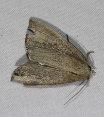 Lophocalama neuritis