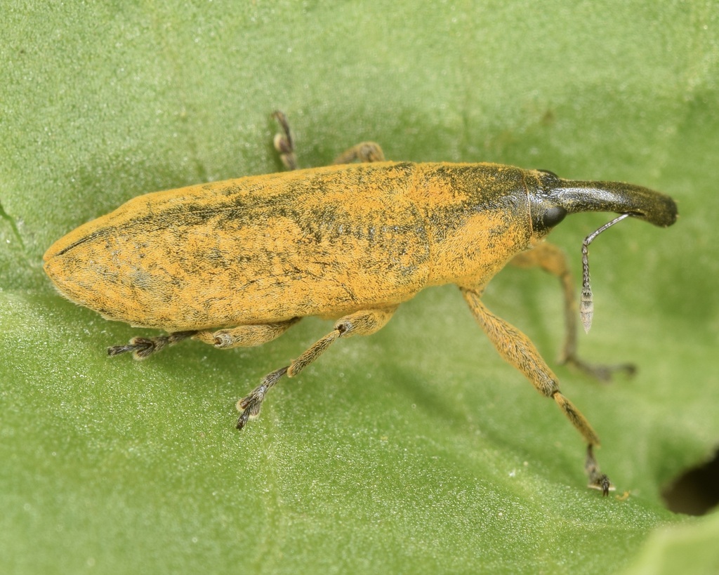 rhubarb curculio