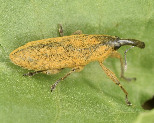 rhubarb curculio