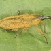 Lixus concavus - Photo (c) skitterbug, algunos derechos reservados (CC BY), subido por skitterbug