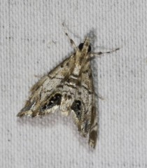 Hylebatis scintillifera