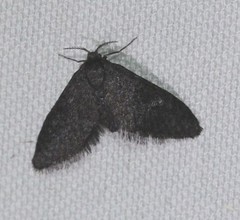 Epipyropidae