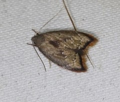 Parocystola leucospora