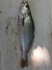 Cynoscion reticulatus