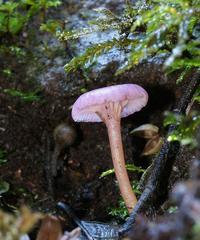 Hygrocybe roseoflavida
