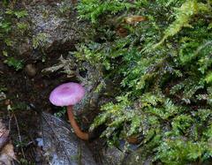 Hygrocybe roseoflavida