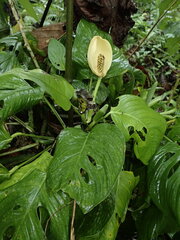 Monstera Obliqua (Monstera obliqua)
