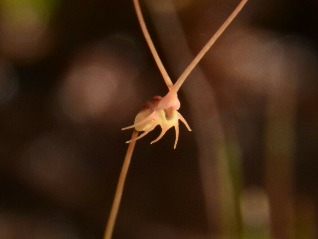 Utricularia capilliflora