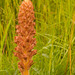 Knapweed Broomrape - Photo (c) David Evans, some rights reserved (CC BY)