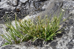 Carex garberi