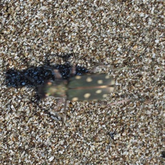 Calomera littoralis nemoralis