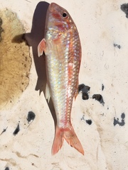 Mulloidichthys dentatus