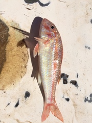 Mulloidichthys dentatus