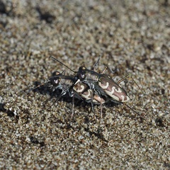 Cylindera trisignata