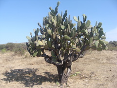 Opuntia jaliscana