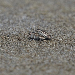Cylindera trisignata