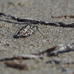 Cylindera trisignata