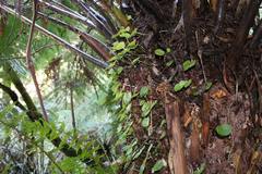 Corybas grumulus