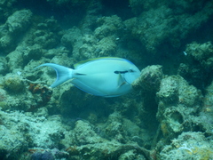Acanthurus nigricauda