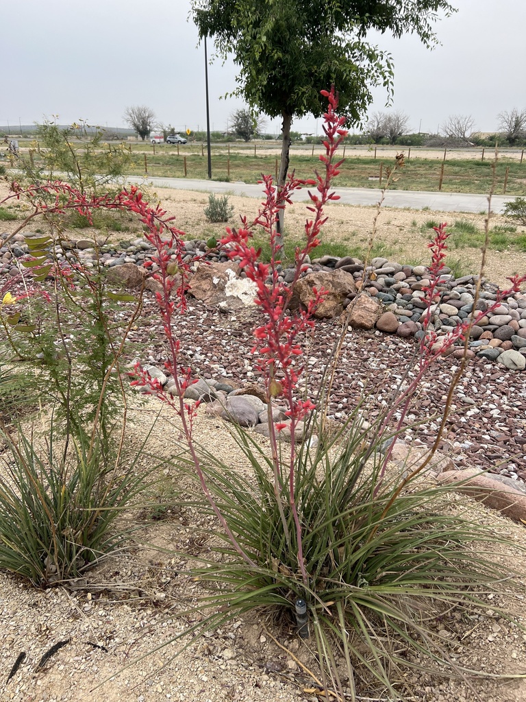 red yucca from IH-10 W, Coyanosa, TX, US on May 20, 2023 at 07:25 PM by ...