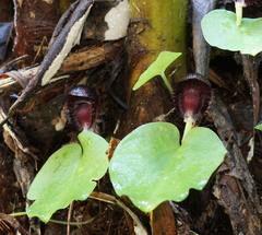 Corybas grumulus