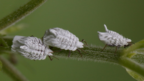 Orthezia urticae (Linnaeus, 1758)