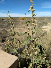 Sphaeralcea incana