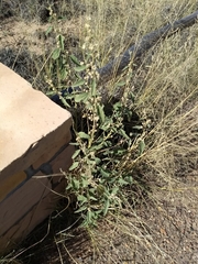 Sphaeralcea incana