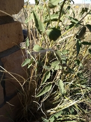 Sphaeralcea incana