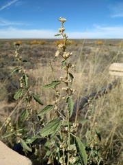 Sphaeralcea incana