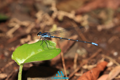 Argia oculata image