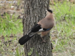 Garrulus glandarius atricapillus