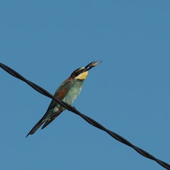 Merops apiaster